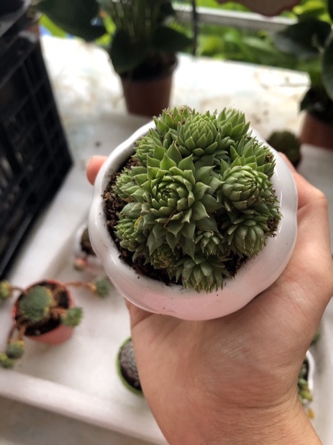 Sen đá siêu đẹp cây y hình