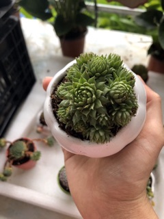 Sen đá siêu đẹp cây y hình