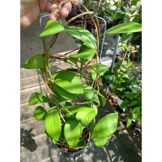 Cẩm cù Mindorensis Red hoa đỏ tuyệt đẹp