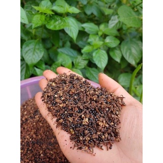 Hạt mắc khén rừng Tây Bắc