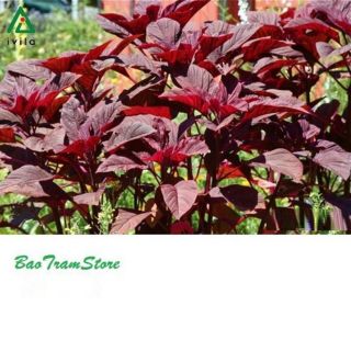 Hạt giống rau dền đỏ lá dài 20gram