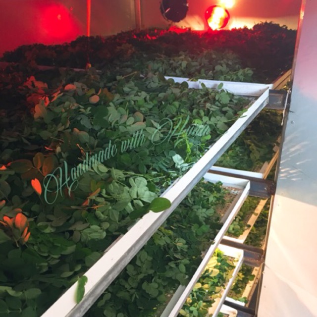 Bột chùm ngây nguyên chất sấy lạnh nhà làm | BigBuy360 - bigbuy360.vn