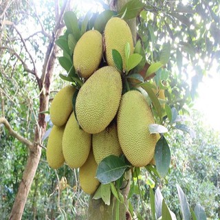 CÂY GIỐNG MÍT THÁI SIÊU SỚM