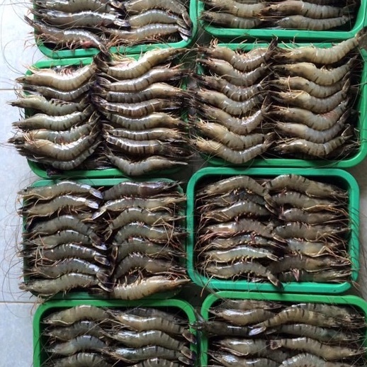 Tôm sú sinh thái rừng ngập mặn Cà Mau loại 1 175g/pack 3 con