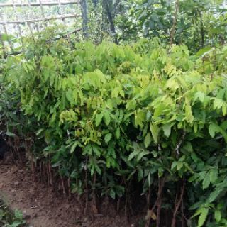 Cây nhãn siêu ngọt giống