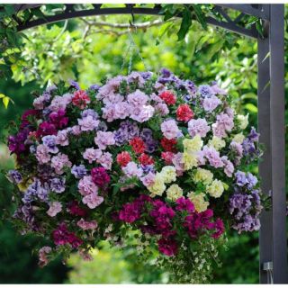 Hạt giống hoa Dạ Yến Thảo kép mix nhiều màu