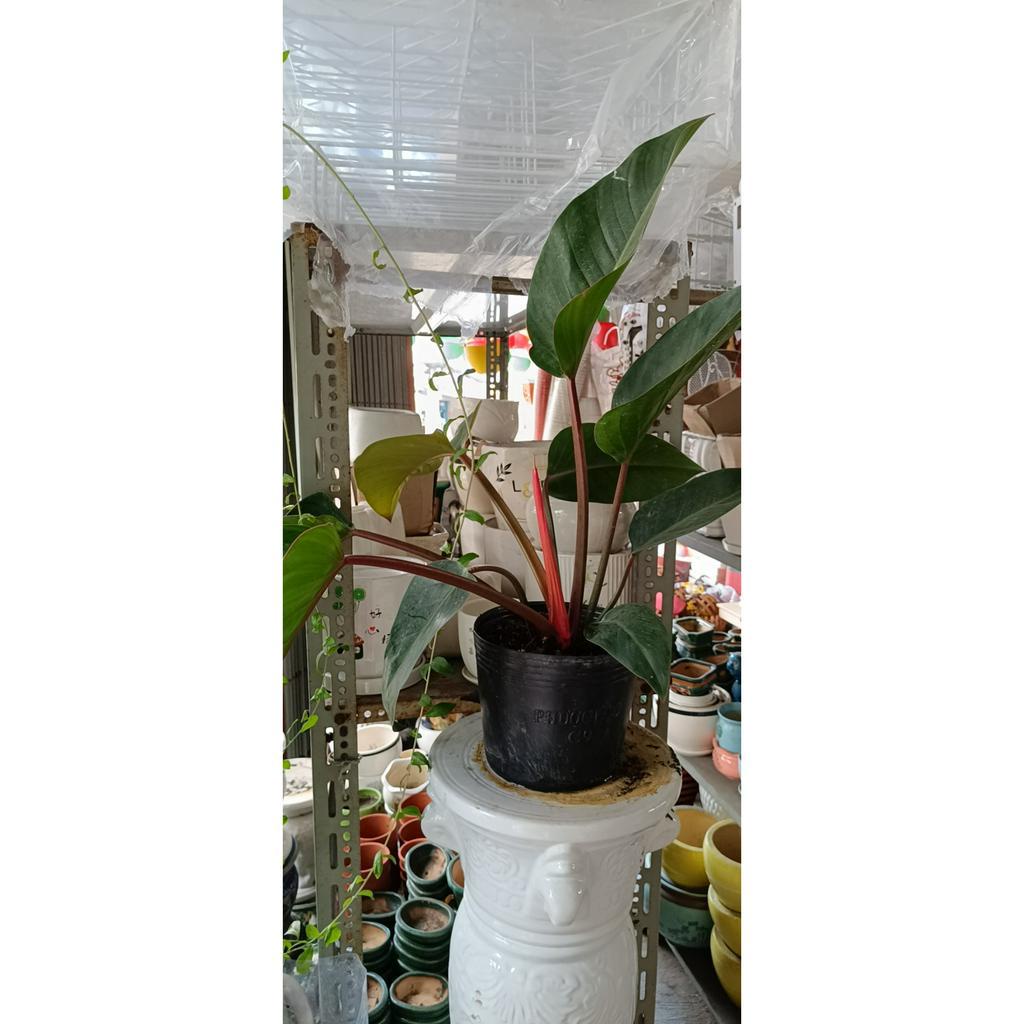 cây trầu đế vương đỏ cây cao khoảng 40 50cm {hình thật} Philodendron Imperial Red