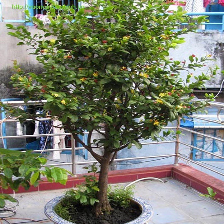 Đặc điểm nổi bật của cây mai tứ quý Mai tứ quý thuộc cây thân gỗ có thể cao từ 2-3m, có một số cây ở Thái Lan và một số