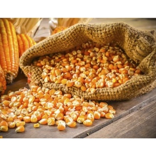 1 kg ngô hạt sấy khô (bắp sấy khô) dùng làm thức ăn cho gà, vịt, cá
