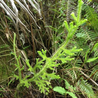 Cây thông đất (Thạch tùng thân gập) Tây Bắc