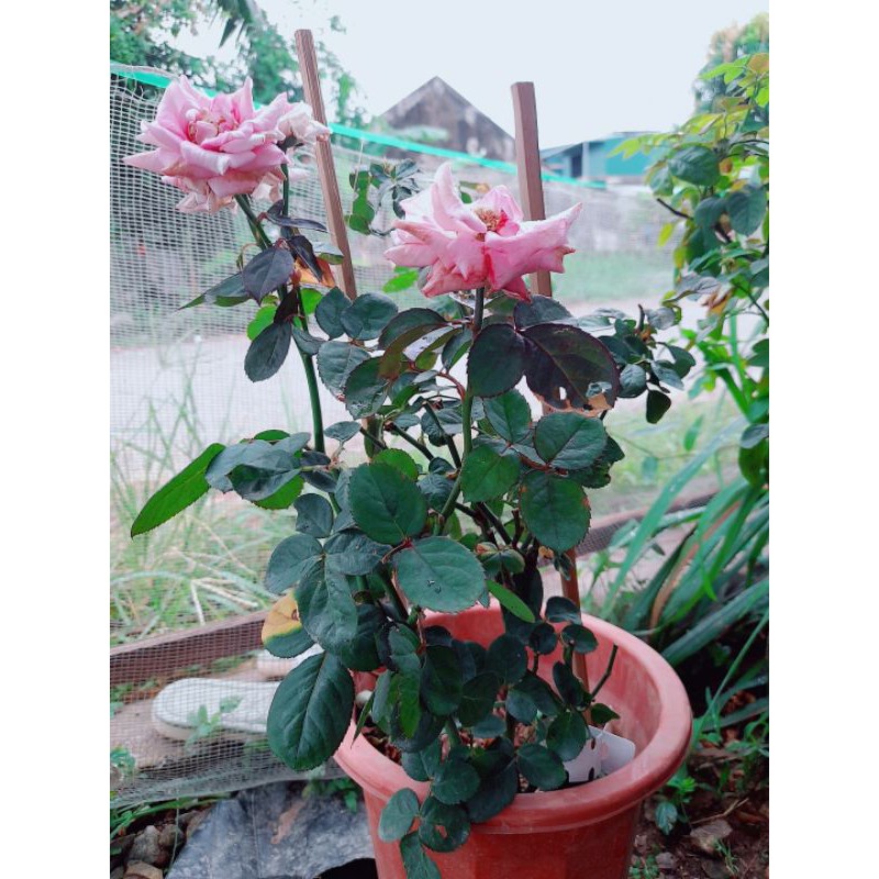 Hoa hồng tezza tím