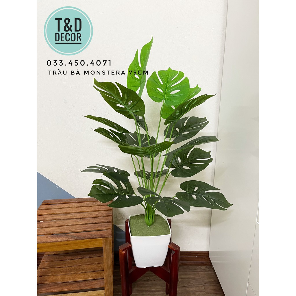 Cây trầu bà lá xẻ monstera 70cm