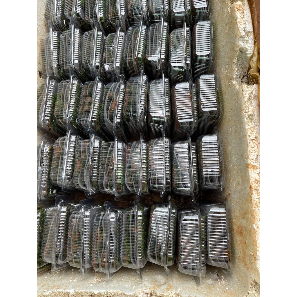 Rêu MiniFiss Lá Nước Xanh đẹp 1 hộp 5 tấc - Rêu Mini Fiss Trải nền thủy sinh rất đẹp- Giá Cực rẻ