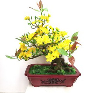 Chậu Mai bonsai nhựa