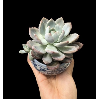 SEN ĐÁ MONROE THUẦN BB GARDEN TRÊN 7CM