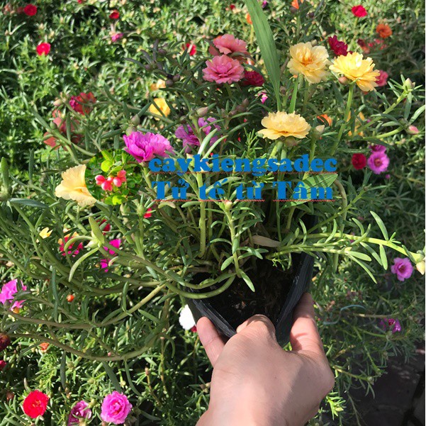 Caykiengsadec Hoa mười giờ + tặng phân bón-hoa kiểng lá - trang trí nội thất cảnh quan sân vườn ngoài trời