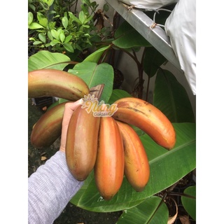 Chuối đỏ Dacca (ảnh thật)