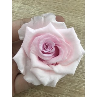 Hoa Hồng Vĩnh Cửu - hoa Hồng khô - hoa khô làm resin
