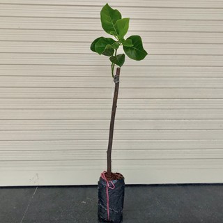 Cây mít thái siêu sớm