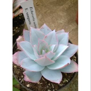 Echeveria Sangusta