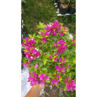 cây bông giấy mỹ mini