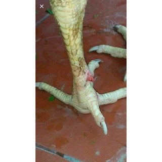 Kích Mỏ cựa Thái Lan