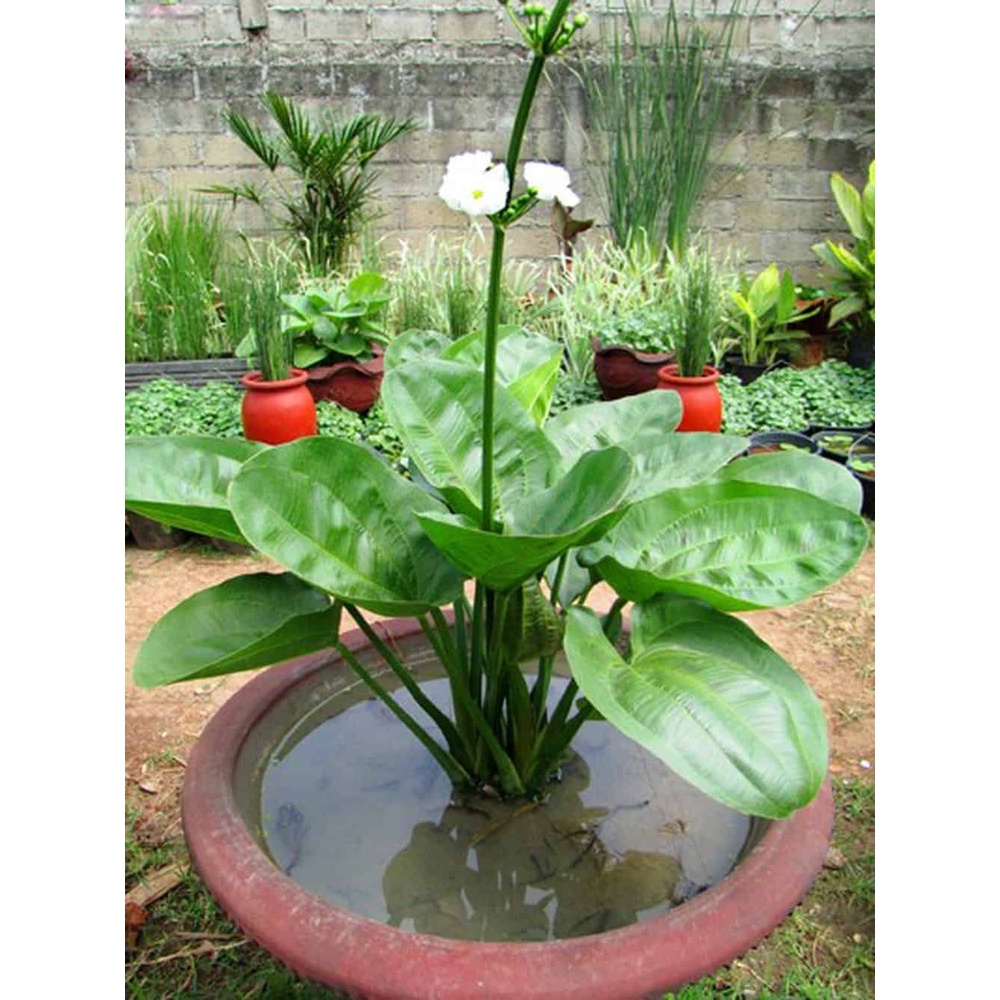 Cây bách thủy tiên (cây con)