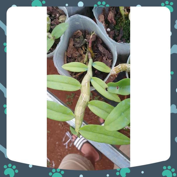 Trầm tím đậm cổ rất đẹp dài 10-15 cm