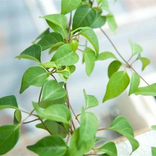 10H - HẠT GIỐNG LÁ GIANG