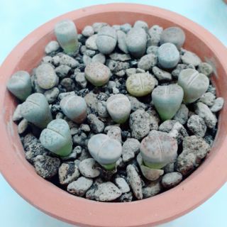 Thạch lan Lithops- Chậu gốm 15 cây size 0.8-1cm (Sale off)