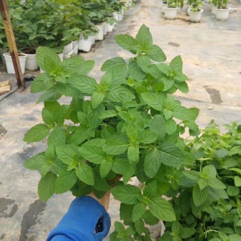 BẠC HÀ NHẬT (JAPANESE MINT) - DÙNG CHIẾT TÁCH TINH DẦU