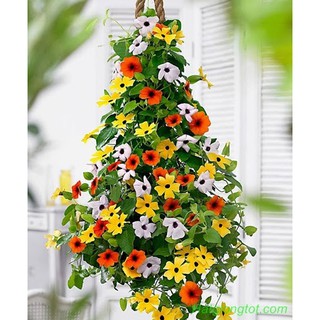 Hạt giống hoa ánh dương