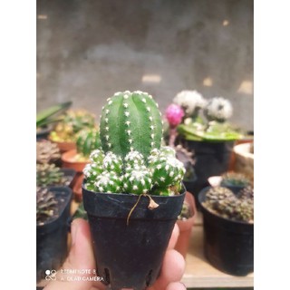 Xương Rồng Echino (sz~5cm)
