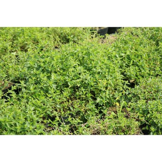 cây Sâm đất Côn Đảo ( loại sâm quý tốt cho sức khỏe)