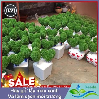 Hạt Giống Cỏ May Mắn - 100 Hạt Hạt giống Long Vũ