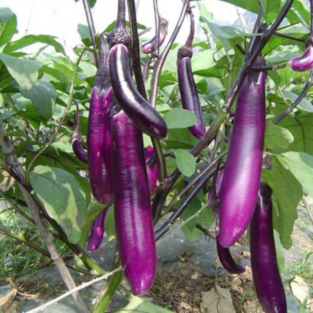 Hạt giống cà tím