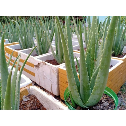 CÂY GIỐNG NHA ĐAM THÁI