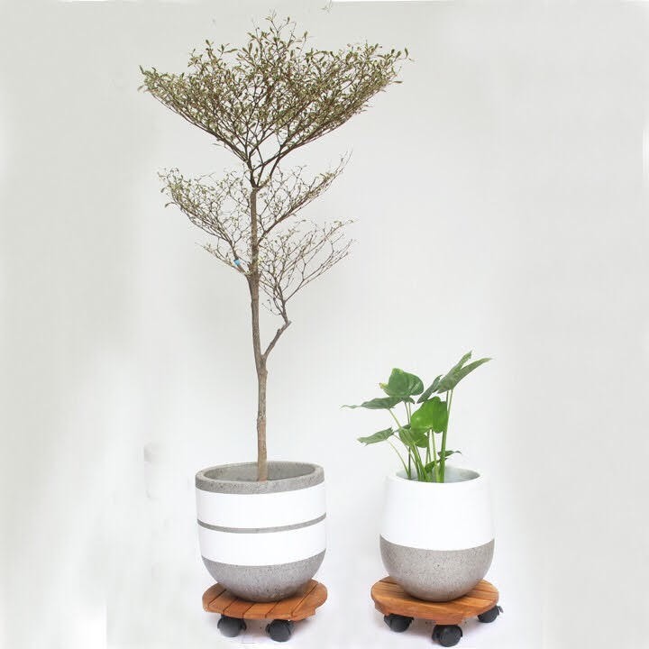 Đế gỗ đặt chậu cây di động, bánh xe có khóa