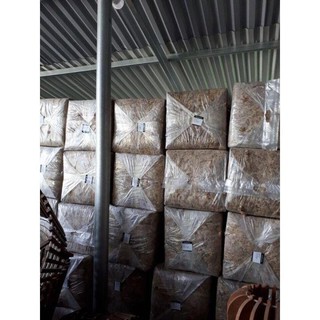 Rêu sâu ChiLe -gói 100g (hàng chất lượng cao)