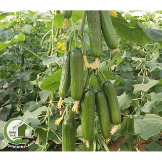 Hạt Giống Dưa Chuột - dưa leo Baby - Dưa Chuột Chùm - Nảy Mầm Cực Chuẩn