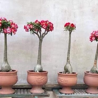 Cây Sứ thái chân dài (hạt giống & cây con)