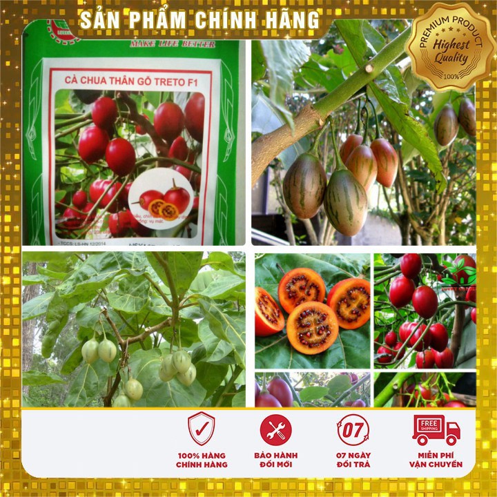 Hạt giống cà chua thân gỗ Tamarillo gói 04 hạt