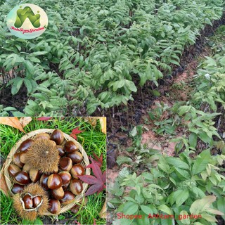 Cây giống Hạt Dẻ Trùng Khánh