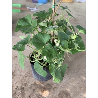 Cây bầu trưởng thành đang hoa