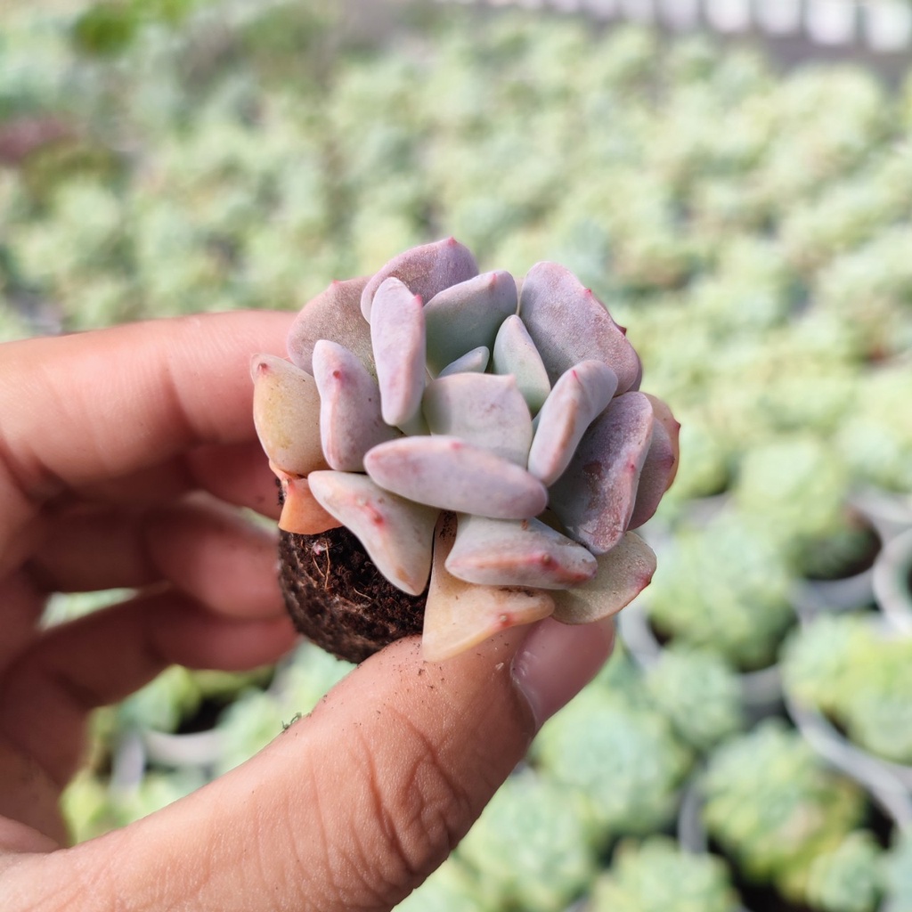 Sen Đá Cúc Tím Size Mini 2.5-4cm Siêu Cute Dễ Chăm Trồng, Vườn Sen Đá PANDAA GARDEN Xuất Xứ Đà Lạt Khoẻ Đẹp, Lỗi 1 Đổi 1