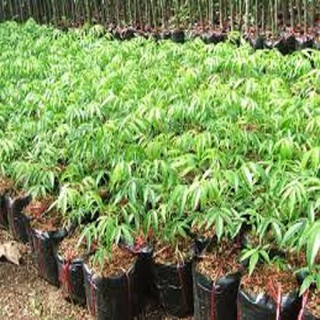 Cây CÓC THÁI LÙN SIÊU QUẢ