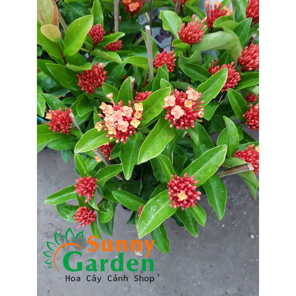 Cây Bông Trang Tàu