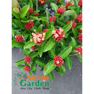 Cây Bông Trang Tàu