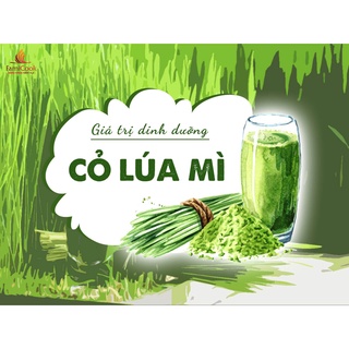 Hạt giống Cỏ lúa mì   1Kg