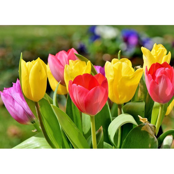 Tinh dầu hoa Tulip nguyên chất thiên nhiên - KingOil